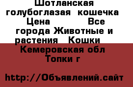 Шотланская голубоглазая  кошечка › Цена ­ 5 000 - Все города Животные и растения » Кошки   . Кемеровская обл.,Топки г.